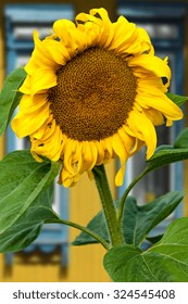 Sunflower, Helianthus. Endangered Species Act. They Grow To Six Feet Tall And Are Primarily Found In Woodlands