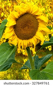 Sunflower, Helianthus. Endangered Species Act. They Grow To Six Feet Tall And Are Primarily Found In Woodlands