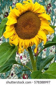 Sunflower, Helianthus. Endangered Species Act. They Grow To Six Feet Tall And Are Primarily Found In Woodlands