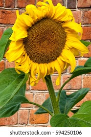 Sunflower, Helianthus. Endangered Species Act. They Grow To Six Feet Tall And Are Primarily Found In Woodlands