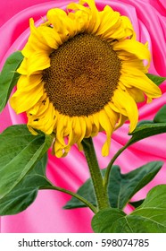 Sunflower, Helianthus. Endangered Species Act. They Grow To Six Feet Tall And Are Primarily Found In Woodlands