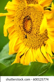 Sunflower, Helianthus. Endangered Species Act. They Grow To Six Feet Tall And Are Primarily Found In Woodlands