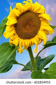 Sunflower, Helianthus. Endangered Species Act. They Grow To Six Feet Tall And Are Primarily Found In Woodlands