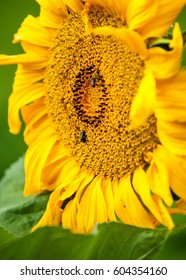 Sunflower, Helianthus. Endangered Species Act. They Grow To Six Feet Tall And Are Primarily Found In Woodlands