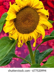 Sunflower, Helianthus. Endangered Species Act. They Grow To Six Feet Tall And Are Primarily Found In Woodlands