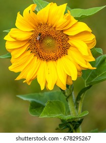 Sunflower, Helianthus. Endangered Species Act. They Grow To Six Feet Tall And Are Primarily Found In Woodlands