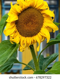 Sunflower, Helianthus. Endangered Species Act. They Grow To Six Feet Tall And Are Primarily Found In Woodlands