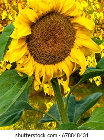 Sunflower, Helianthus. Endangered Species Act. They Grow To Six Feet Tall And Are Primarily Found In Woodlands