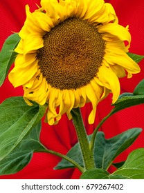 Sunflower, Helianthus. Endangered Species Act. They Grow To Six Feet Tall And Are Primarily Found In Woodlands