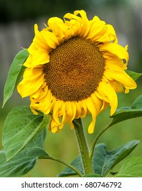 Sunflower, Helianthus. Endangered Species Act. They Grow To Six Feet Tall And Are Primarily Found In Woodlands