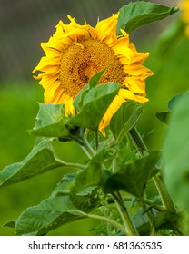 Sunflower, Helianthus. Endangered Species Act. They Grow To Six Feet Tall And Are Primarily Found In Woodlands