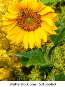 Sunflower, Helianthus. Endangered Species Act. They Grow To Six Feet Tall And Are Primarily Found In Woodlands