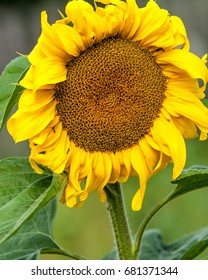 Sunflower, Helianthus. Endangered Species Act. They Grow To Six Feet Tall And Are Primarily Found In Woodlands