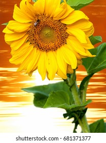 Sunflower, Helianthus. Endangered Species Act. They Grow To Six Feet Tall And Are Primarily Found In Woodlands