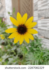 SUNFLOWER WITH HIGH REOLUTION KI 