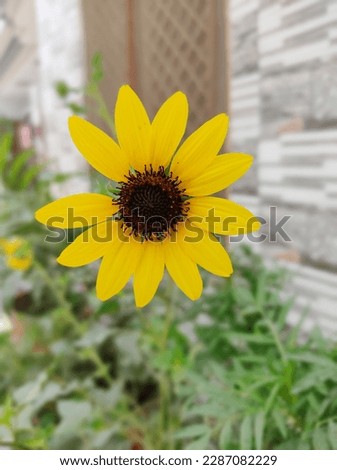 SUNFLOWER WITH HIGH REOLUTION KI 