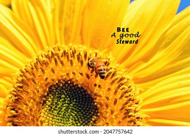 Sunflower With Honey Bee On It That Says Be A Good Steward