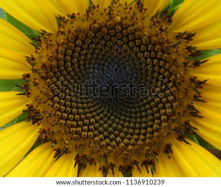 Sunflower Icky Texture