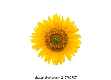 Sunflower Isolated