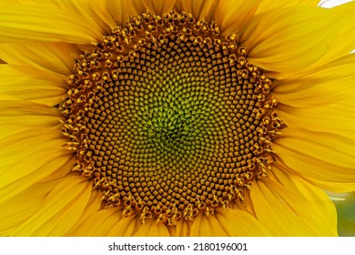 Sunflower Isolated Close Up Fibonacci Pattern Golden Angle Petals Harvest Summer Agriculture