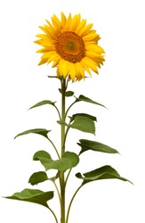 Sunflower Isolated On White Background. Sun Symbol. Flowers Yellow, Agriculture. Seeds And Oil. Flat Lay, Top View. Bio. Eco. Creative
