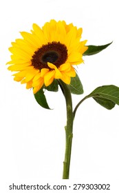 Sunflower isolated on white background 