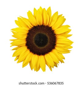 Sunflower Images Stock Photos Vectors Shutterstock
