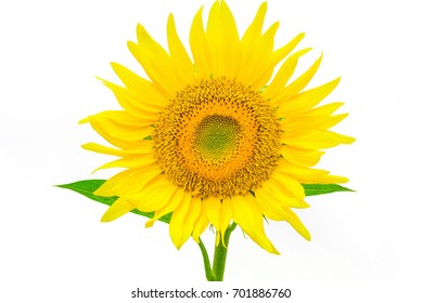 Sunflower Isolated On White Background Clipping Stock Photo 701886760 ...