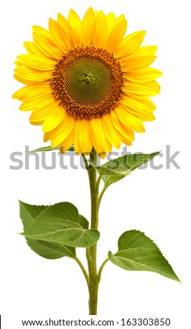 Sunflower isolated on white background