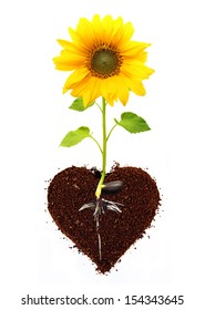 Sunflower isolated from seed with root in ground heart shape..