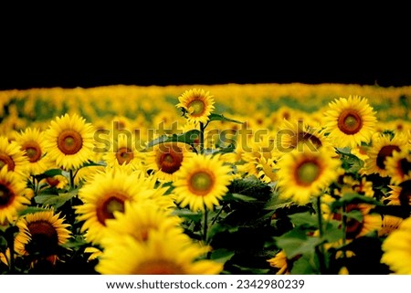 Similar – sunflower field