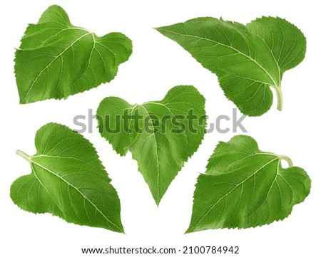 Sunflower leaves, isolated on white background, full depth of field, clipping path