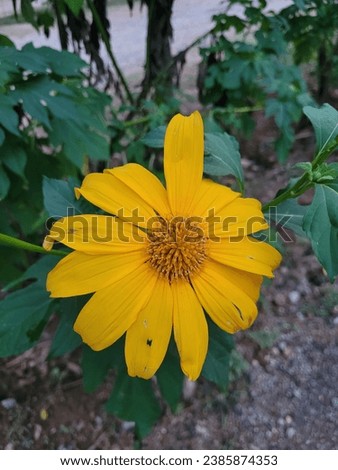 Sunflower like Flower stealing the show