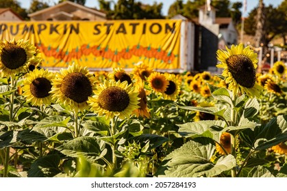 Sunflower at the local pumpkin patch Chula Vista California 2021