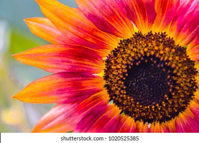 Sunflower magnified and upclose