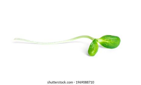 4,888 Microgreen sunflower Images, Stock Photos & Vectors | Shutterstock