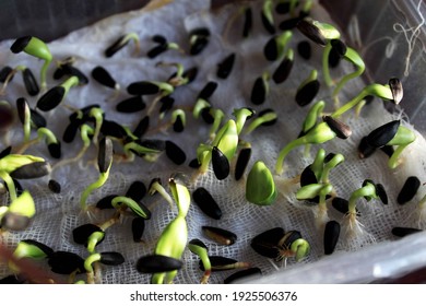 Sunflower Microgreen. Seed Germination At Home. Vegan And Healthy Eating Concept. Young Sprouts Of A Sunflower. 