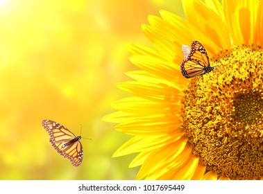 Sunflower and monarch butterflies (Danaus plexippus, Nymphalidae) on blurred yellow sunny background. Mock up template. Copy space for your text