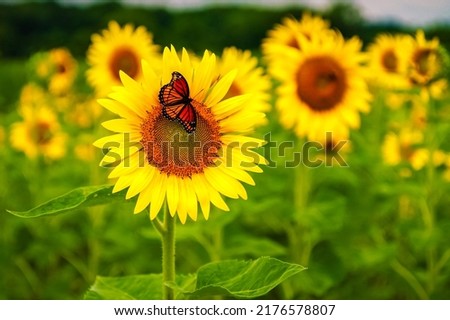 Sunflower with Monarch Butterfly in Missouri field in summer 