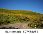 Sunflower mountain