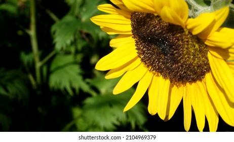 Sunflower In My Garden In Full Sun