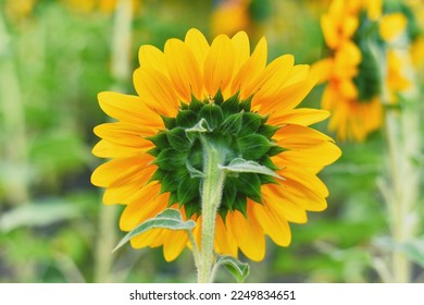 Sunflower natural background, The backward of blooming sunflower follow the sun, Texture of yellow petal, stem, and sepal. - Shutterstock ID 2249834651