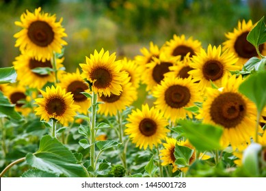 Sunflower natural background. Sunflower blooming - Shutterstock ID 1445001728