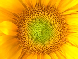 Sunflower Natural Background. Sunflower Blooming. Close-up Of Sunflower. Sunflowers Symbolize Adoration, Loyalty And Longevity.