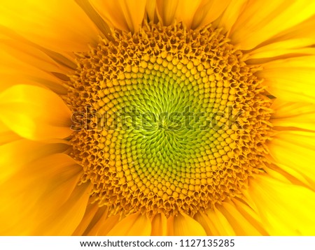 Sunflower natural background. Sunflower blooming. Close-up of sunflower. Sunflowers symbolize adoration, loyalty and longevity.