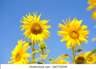 Sunflower Natural Background, Sunflower Blooming, Sunflower Oil Improves Skin Health And Promote Cell Regeneration, Thailand