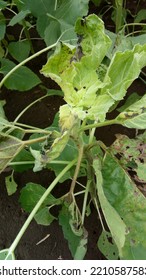 Sunflower Necrosis Virus Infected Plant Of Sunflower 