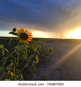 Sunflower In The Oklahoma Panhandle.