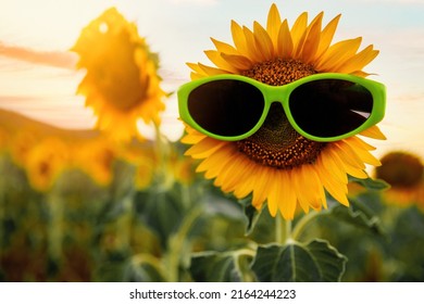 Sunflower on a background of blue sky put on with sunglasses.