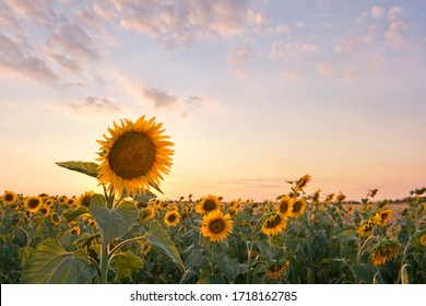 Sunflower on the background of the field and summer sunset sky. Selective focus